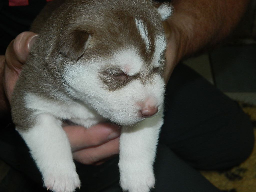Dream Of Last Emperor - Siberian Husky - Portée née le 18/03/2019